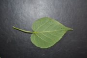<strong>Malvaceae - Dombeya populnea - (Cav.) Baker</strong><br />© Sarrailh Jean-Michel / CIRAD