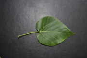 <strong>Malvaceae - Dombeya populnea - (Cav.) Baker</strong><br />© Sarrailh Jean-Michel / CIRAD