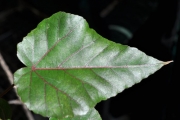 <strong>Malvaceae - Dombeya populnea - (Cav.) Baker</strong><br />© Sarrailh Jean-Michel / CIRAD