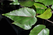 <strong>Malvaceae - Dombeya populnea - (Cav.) Baker</strong><br />© Sarrailh Jean-Michel / CIRAD