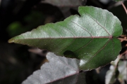 <strong>Malvaceae - Dombeya populnea - (Cav.) Baker</strong><br />© Sarrailh Jean-Michel / CIRAD
