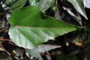 <strong>Malvaceae - Dombeya populnea - (Cav.) Baker</strong><br />© Sarrailh Jean-Michel / CIRAD