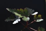 <strong>Malvaceae - Dombeya populnea - (Cav.) Baker</strong><br />© Sarrailh Jean-Michel / CIRAD