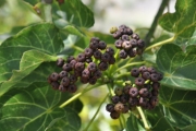 <strong>Malvaceae - Dombeya populnea - (Cav.) Baker</strong><br />© Sarrailh Jean-Michel / CIRAD