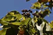 <strong>Malvaceae - Dombeya populnea - (Cav.) Baker</strong><br />© Sarrailh Jean-Michel / CIRAD