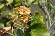 <strong>Malvaceae - Dombeya populnea - (Cav.) Baker</strong><br />© Sarrailh Jean-Michel / CIRAD