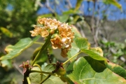 <strong>Malvaceae - Dombeya populnea - (Cav.) Baker</strong><br />© Sarrailh Jean-Michel / CIRAD