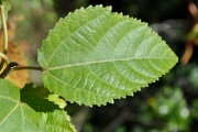 <strong>Malvaceae - Dombeya populnea - (Cav.) Baker</strong><br />© Sarrailh Jean-Michel / CIRAD