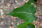 <strong>Malvaceae - Dombeya populnea - (Cav.) Baker</strong><br />© Sarrailh Jean-Michel / CIRAD