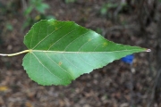 <strong>Malvaceae - Dombeya populnea - (Cav.) Baker</strong><br />© Sarrailh Jean-Michel / CIRAD