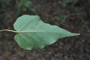 <strong>Malvaceae - Dombeya populnea - (Cav.) Baker</strong><br />© Sarrailh Jean-Michel / CIRAD