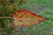 <strong>Malvaceae - Dombeya populnea - (Cav.) Baker</strong><br />© Sarrailh Jean-Michel / CIRAD