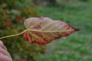 <strong>Malvaceae - Dombeya populnea - (Cav.) Baker</strong><br />© Sarrailh Jean-Michel / CIRAD