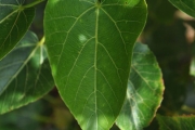 <strong>Malvaceae - Dombeya populnea - (Cav.) Baker</strong><br />© Sarrailh Jean-Michel / CIRAD