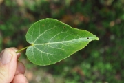 <strong>Malvaceae - Dombeya populnea - (Cav.) Baker</strong><br />© Sarrailh Jean-Michel / CIRAD