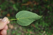 <strong>Malvaceae - Dombeya populnea - (Cav.) Baker</strong><br />© Sarrailh Jean-Michel / CIRAD