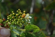 <strong>Malvaceae - Dombeya populnea - (Cav.) Baker</strong><br />© Sarrailh Jean-Michel / CIRAD