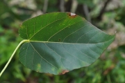 <strong>Malvaceae - Dombeya populnea - (Cav.) Baker</strong><br />© Sarrailh Jean-Michel / CIRAD