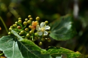 <strong>Malvaceae - Dombeya populnea - (Cav.) Baker</strong><br />© Sarrailh Jean-Michel / CIRAD