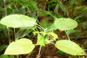 <strong>Malvaceae - Dombeya punctata - Cav.</strong><br />© Sarrailh Jean-Michel / CIRAD