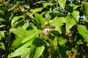 <strong>Malvaceae - Dombeya punctata - Cav.</strong><br />© Sarrailh Jean-Michel / CIRAD