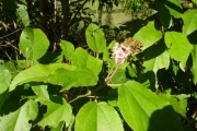 <strong>Malvaceae - Dombeya punctata - Cav.</strong><br />© Sarrailh Jean-Michel / CIRAD