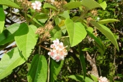 <strong>Malvaceae - Dombeya punctata - Cav.</strong><br />© Sarrailh Jean-Michel / CIRAD
