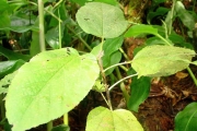 <strong>Malvaceae - Dombeya punctata - Cav.</strong><br />© Sarrailh Jean-Michel / CIRAD