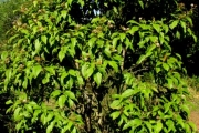 <strong>Malvaceae - Dombeya punctata - Cav.</strong><br />© Sarrailh Jean-Michel / CIRAD