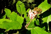 <strong>Malvaceae - Dombeya punctata - Cav.</strong><br />© Sarrailh Jean-Michel / CIRAD