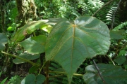 <strong>Malvaceae - Dombeya reclinata - Cordem.</strong><br />© Sarrailh Jean-Michel / CIRAD