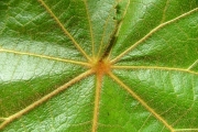 <strong>Malvaceae - Dombeya reclinata - Cordem.</strong><br />© Sarrailh Jean-Michel / CIRAD