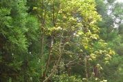<strong>Malvaceae - Dombeya reclinata - Cordem.</strong><br />© Sarrailh Jean-Michel / CIRAD