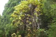 <strong>Malvaceae - Dombeya reclinata - Cordem.</strong><br />© Sarrailh Jean-Michel / CIRAD