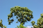 <strong>Malvaceae - Dombeya reclinata - Cordem.</strong><br />© Sarrailh Jean-Michel / CIRAD