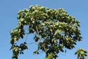 <strong>Malvaceae - Dombeya reclinata - Cordem.</strong><br />© 