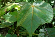 <strong>Malvaceae - Dombeya reclinata - Cordem.</strong><br />© Sarrailh Jean-Michel / CIRAD