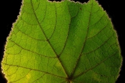 <strong>Malvaceae - Dombeya reclinata - Cordem.</strong><br />© Sarrailh Jean-Michel / CIRAD