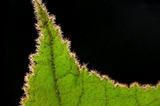 <strong>Malvaceae - Dombeya reclinata - Cordem.</strong><br />© Sarrailh Jean-Michel / CIRAD