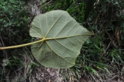 <strong>Malvaceae - Dombeya reclinata - Cordem.</strong><br />© Sarrailh Jean-Michel / CIRAD
