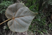 <strong>Malvaceae - Dombeya reclinata - Cordem.</strong><br />© Sarrailh Jean-Michel / CIRAD