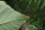<strong>Malvaceae - Dombeya reclinata - Cordem.</strong><br />© Sarrailh Jean-Michel / CIRAD