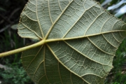 <strong>Malvaceae - Dombeya reclinata - Cordem.</strong><br />© Sarrailh Jean-Michel / CIRAD
