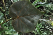 <strong>Malvaceae - Dombeya reclinata - Cordem.</strong><br />© Sarrailh Jean-Michel / CIRAD