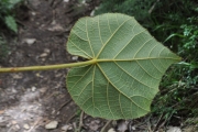 <strong>Malvaceae - Dombeya reclinata - Cordem.</strong><br />© Sarrailh Jean-Michel / CIRAD