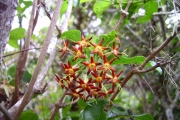 <strong>Rubiaceae - Danais fragrans - (Lam.) Pers.</strong><br />© Sarrailh Jean-Michel / CIRAD