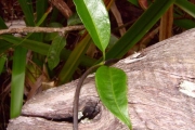 <strong>Rubiaceae - Danais fragrans - (Lam.) Pers.</strong><br />© Perroud Annaïg