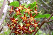 <strong>Rubiaceae - Danais fragrans - (Lam.) Pers.</strong><br />© Sarrailh Jean-Michel / CIRAD