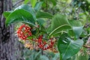 <strong>Rubiaceae - Danais fragrans - (Lam.) Pers.</strong><br />© Perroud Annaïg