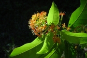 <strong>Rubiaceae - Danais fragrans - (Lam.) Pers.</strong><br />© Perroud Annaïg